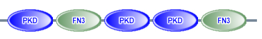 PKD FN3 PKD PKD FN3