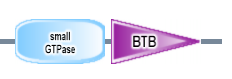 small_GTPase BTB