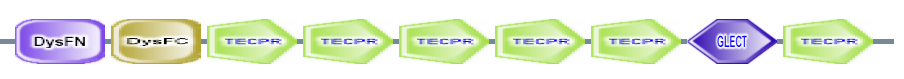 DysFN DysFC TECPR TECPR TECPR TECPR TECPR GLECT TECPR