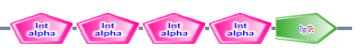 Int_alpha Int_alpha Int_alpha Int_alpha Tryp_SPc