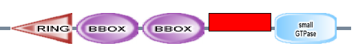 RING BBOX BBOX smallGTPase small_GTPase