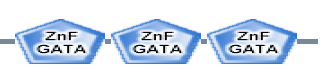 ZnF_GATA ZnF_GATA ZnF_GATA