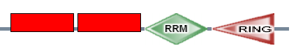 ZnF_Gen ZnF_Gen RRM RING