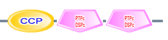 CCP PTPc_DSPc PTPc_DSPc