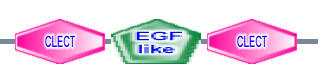 CLECT EGF_like CLECT