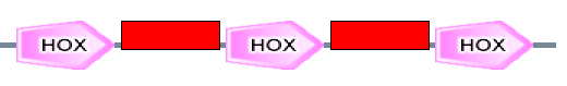 HOX ZnF_Gen HOX ZnF_Gen HOX