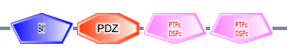 B41 PDZ PTPc_DSPc PTPc_DSPc