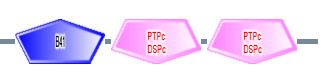 B41 PTPc_DSPc PTPc_DSPc