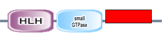 HLH small_GTPase smallGTPase