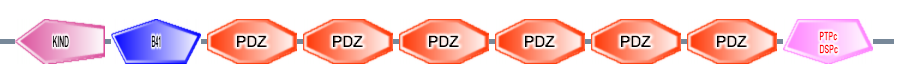 KIND B41 PDZ PDZ PDZ PDZ PDZ PDZ PTPc_DSPc