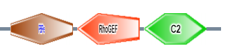 PBPe RhoGEF C2