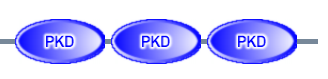 PKD PKD PKD