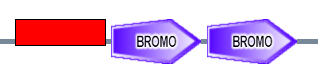 ZnF_Gen BROMO BROMO