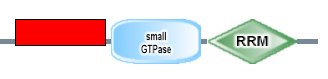 smallGTPase small_GTPase RRM