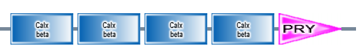 Calx_beta Calx_beta Calx_beta Calx_beta PRY