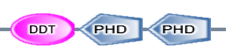 DDT PHD PHD