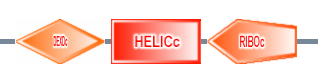 DEXDc HELICc RIBOc