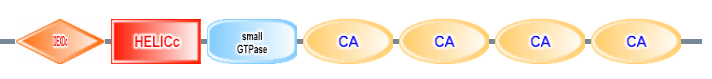 DEXDc HELICc small_GTPase CA CA CA CA