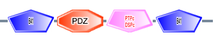 B41 PDZ PTPc_DSPc B41